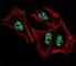 Prospero Homeobox 1 antibody, F47894-0.4ML, NSJ Bioreagents, Western Blot image 