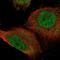 C10orf24 antibody, NBP2-55177, Novus Biologicals, Immunofluorescence image 