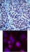 Histone Deacetylase 2 antibody, 79-335, ProSci, Immunohistochemistry paraffin image 