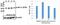 BCL2 antibody, A00040S70-1, Boster Biological Technology, Western Blot image 