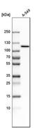 Myosin IC antibody, HPA001768, Atlas Antibodies, Western Blot image 