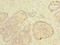 Thiamine Triphosphatase antibody, LS-C379940, Lifespan Biosciences, Immunohistochemistry paraffin image 