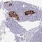 Zinc Finger Protein 561 antibody, NBP2-33749, Novus Biologicals, Immunohistochemistry frozen image 