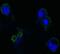 CD334 antibody, GTX83129, GeneTex, Immunofluorescence image 