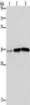 MAGE-3 antigen antibody, TA350781, Origene, Western Blot image 