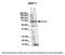 WW Domain Binding Protein 11 antibody, PA5-42840, Invitrogen Antibodies, Western Blot image 