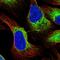 Reticulocalbin 3 antibody, HPA050402, Atlas Antibodies, Immunofluorescence image 