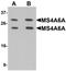 Membrane Spanning 4-Domains A6A antibody, orb178880, Biorbyt, Western Blot image 