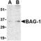 BCL2 Associated Athanogene 1 antibody, TA306338, Origene, Western Blot image 
