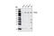 CYLD Lysine 63 Deubiquitinase antibody, 4495S, Cell Signaling Technology, Western Blot image 