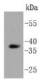 HtrA Serine Peptidase 2 antibody, NBP2-67543, Novus Biologicals, Western Blot image 