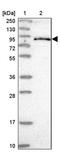 Frizzled Class Receptor 8 antibody, PA5-60901, Invitrogen Antibodies, Western Blot image 