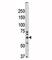 E3 ubiquitin-protein ligase synoviolin antibody, F40120-0.4ML, NSJ Bioreagents, Western Blot image 