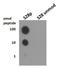 Histone Cluster 2 H3 Family Member D antibody, NB21-1188, Novus Biologicals, Dot Blot image 