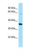 Protein Zfp703 antibody, orb330071, Biorbyt, Western Blot image 