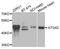 Autophagy Related 4D Cysteine Peptidase antibody, PA5-76282, Invitrogen Antibodies, Western Blot image 