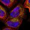 Calpain 10 antibody, NBP1-87489, Novus Biologicals, Immunofluorescence image 