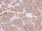 BCL2 Like 1 antibody, GTX105661, GeneTex, Immunohistochemistry paraffin image 