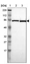 Cai antibody, NBP1-84794, Novus Biologicals, Western Blot image 