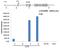 Histone Cluster 4 H4 antibody, PA5-40083, Invitrogen Antibodies, Chromatin Immunoprecipitation image 