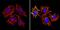 HLA class I histocompatibility antigen, A-3 alpha chain antibody, MA5-11723, Invitrogen Antibodies, Immunofluorescence image 
