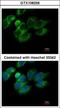 Peroxiredoxin 4 antibody, GTX108256, GeneTex, Immunocytochemistry image 