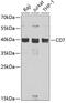 CD7 Molecule antibody, GTX32505, GeneTex, Western Blot image 