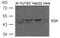 Flotillin 2 antibody, MBS835093, MyBioSource, Western Blot image 