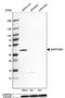 Serpin B5 antibody, NBP1-87780, Novus Biologicals, Western Blot image 