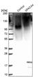 Sperm Acrosome Associated 4 antibody, PA5-63946, Invitrogen Antibodies, Western Blot image 