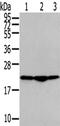 Transmembrane P24 Trafficking Protein 2 antibody, PA5-51304, Invitrogen Antibodies, Western Blot image 