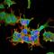 Spectrin Beta, Non-Erythrocytic 5 antibody, orb376693, Biorbyt, Immunofluorescence image 