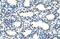 Ariadne RBR E3 Ubiquitin Protein Ligase 2 antibody, 28-085, ProSci, Enzyme Linked Immunosorbent Assay image 