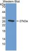 Elastin Microfibril Interfacer 2 antibody, LS-C373636, Lifespan Biosciences, Western Blot image 