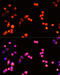Transforming Growth Factor Beta Receptor 3 antibody, 13-224, ProSci, Immunofluorescence image 