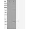 Myeloid Derived Growth Factor antibody, abx012386, Abbexa, Western Blot image 