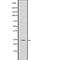 Phospholamban antibody, abx217823, Abbexa, Western Blot image 