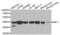 Interferon Regulatory Factor 1 antibody, AHP2483, Bio-Rad (formerly AbD Serotec) , Western Blot image 