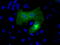 hsBG antibody, M11034, Boster Biological Technology, Immunofluorescence image 