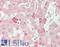 Angiopoietin Like 3 antibody, LS-B13731, Lifespan Biosciences, Immunohistochemistry paraffin image 