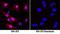 Annexin A1 antibody, MAB3770, R&D Systems, Immunocytochemistry image 
