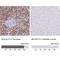 Basic Helix-Loop-Helix Family Member A15 antibody, NBP2-30979, Novus Biologicals, Immunohistochemistry paraffin image 