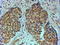 Tripartite Motif Containing 24 antibody, LS-C55592, Lifespan Biosciences, Immunohistochemistry paraffin image 