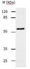 Caspase 10 antibody, orb107451, Biorbyt, Western Blot image 