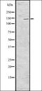 Cadherin pan antibody, orb336533, Biorbyt, Western Blot image 