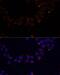Frataxin antibody, LS-C747134, Lifespan Biosciences, Immunofluorescence image 