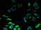 Transmembrane Protein 217 antibody, LS-C376853, Lifespan Biosciences, Immunofluorescence image 