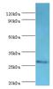 CD48 Molecule antibody, LS-C375417, Lifespan Biosciences, Western Blot image 