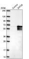 Zinc Finger Protein 35 antibody, NBP2-30820, Novus Biologicals, Western Blot image 