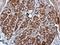 Calcium Regulated Heat Stable Protein 1 antibody, GTX103061, GeneTex, Immunohistochemistry paraffin image 